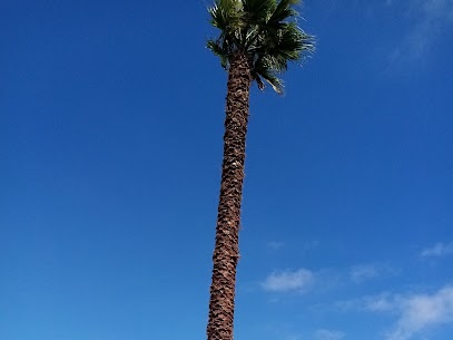 Palm tree trimming Cape town