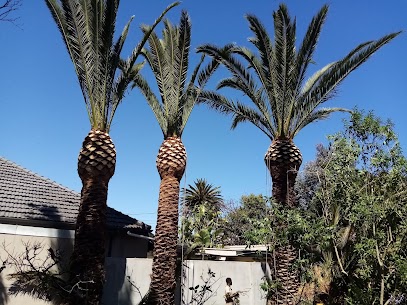 Palm tree trimming Wynberg Cape Town