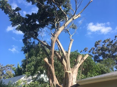 Tree felling Durbanville Cape town