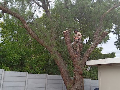 Branch Removal Plumstead Cape Town