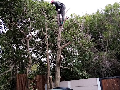 Tree trimming Rondebosch Cape Town